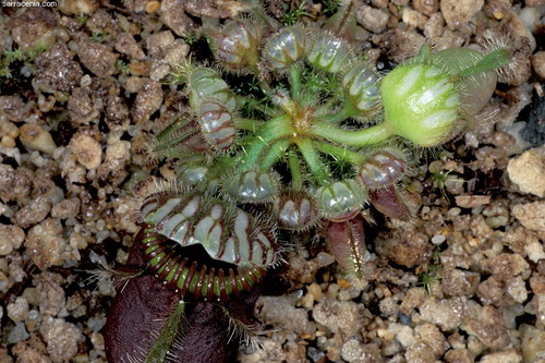Цефалотус - растение хищник фото 2
