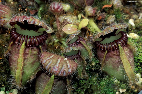 Цефалотус - растение хищник фото 3