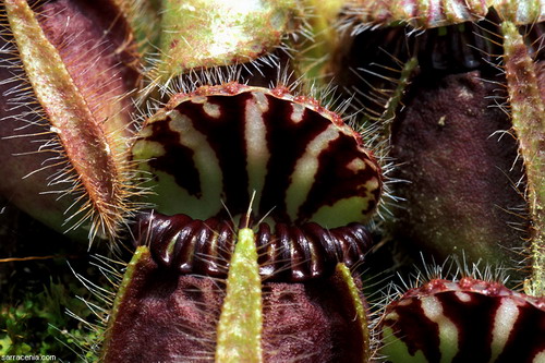 Цефалотус - растение хищник фото 4