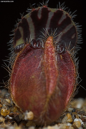 Цефалотус - растение хищник фото 7