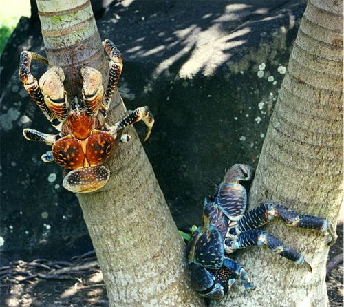 Краб - пальмовый вор фото 8