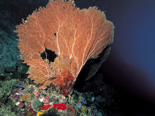 Кораллы фото 2