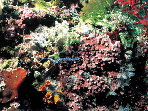 Кораллы фото 9