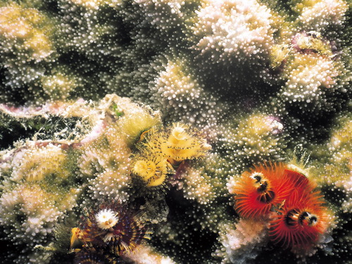Кораллы фото 10