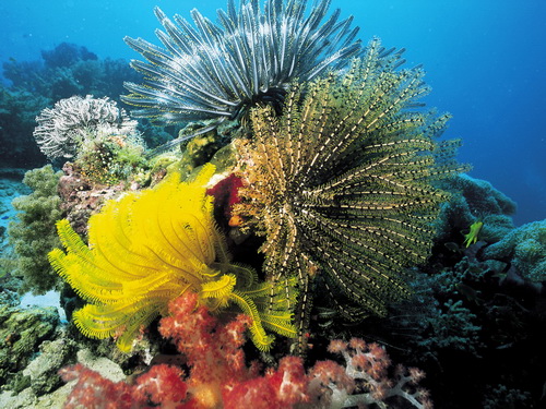 Кораллы фото 11