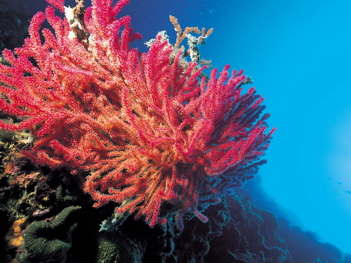 Кораллы фото 13