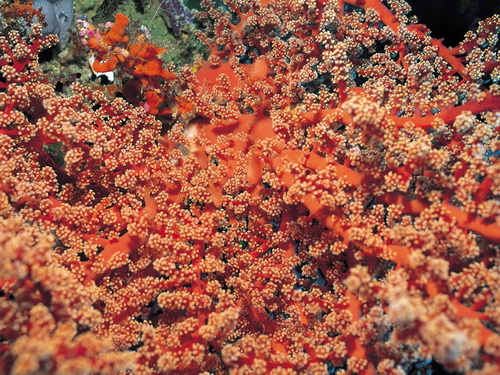 Кораллы фото 14