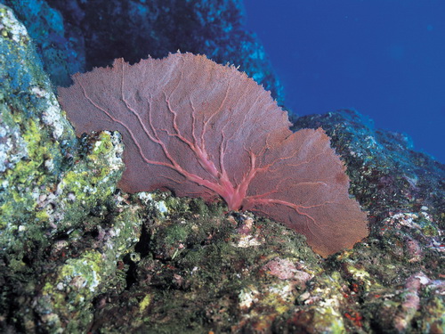 Кораллы фото 15