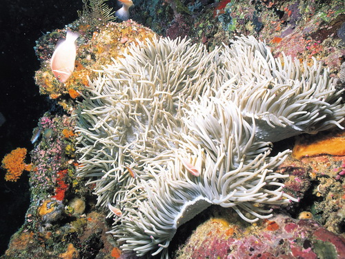 Кораллы фото 19