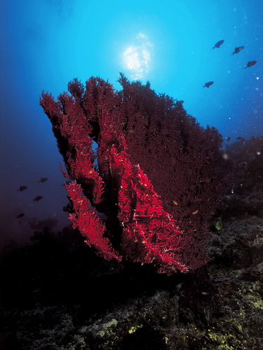 Кораллы фото 24