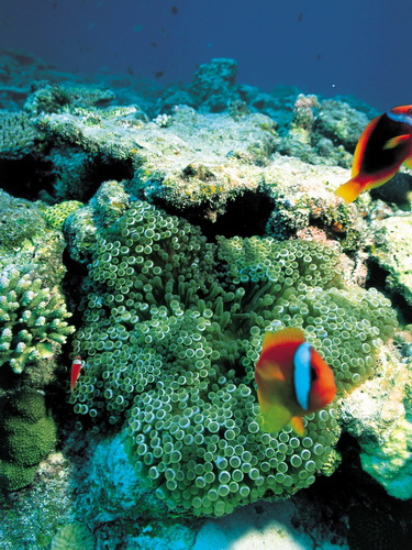 Кораллы фото 29