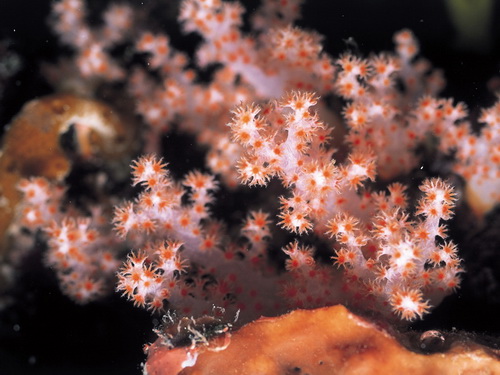 Кораллы фото 32