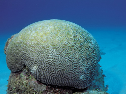 Кораллы фото 33
