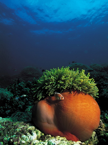 Кораллы фото 34