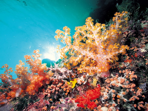 Кораллы фото 0