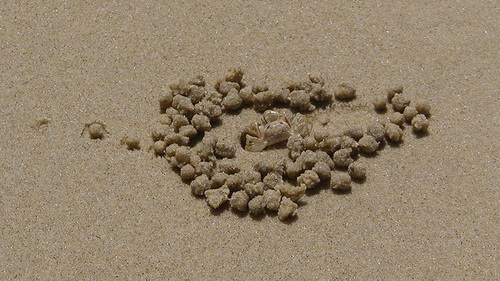 Крабы и песочные шарики фото 4