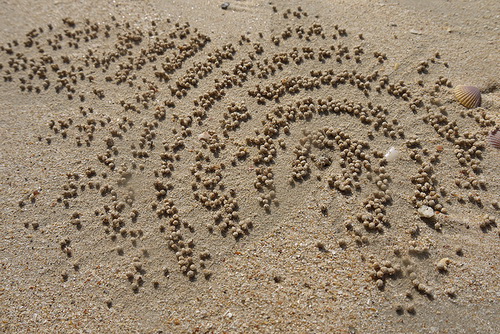 Крабы и песочные шарики фото 6