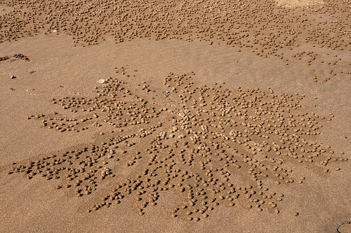 Крабы и песочные шарики фото 9