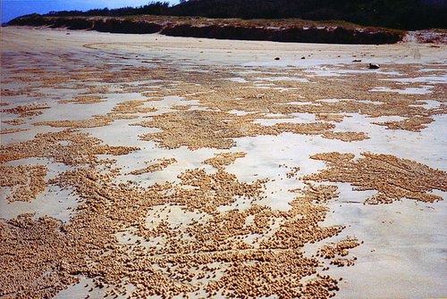 Крабы и песочные шарики фото 11