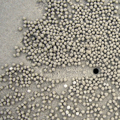 Крабы и песочные шарики фото 12