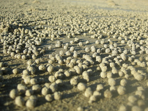 Крабы и песочные шарики фото 0