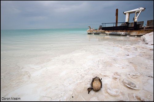 Мертвое море фото 85