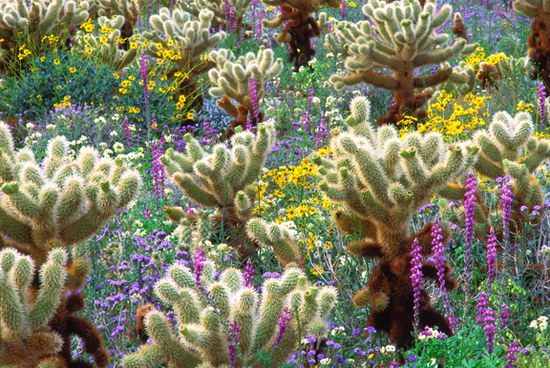 Природа :: Цветы пустыни фото 1