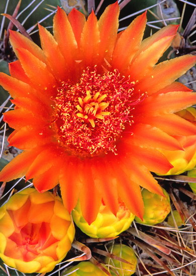 Природа :: Цветы пустыни фото 5