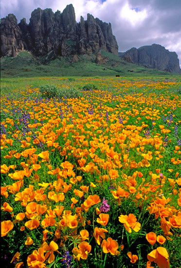 Природа :: Цветы пустыни фото 11