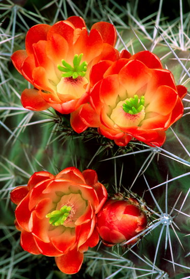 Природа :: Цветы пустыни фото 13