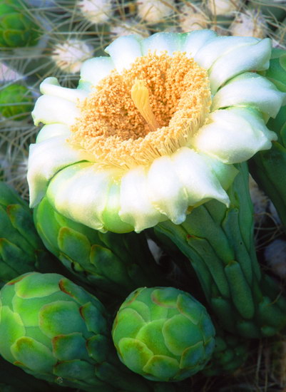 Природа :: Цветы пустыни фото 14