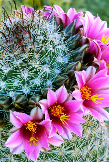 Природа :: Цветы пустыни фото 16