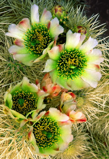Природа :: Цветы пустыни фото 0
