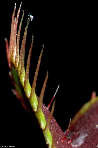   ::   Dionaea muscipula  1