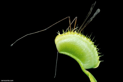   ::   Dionaea muscipula  2