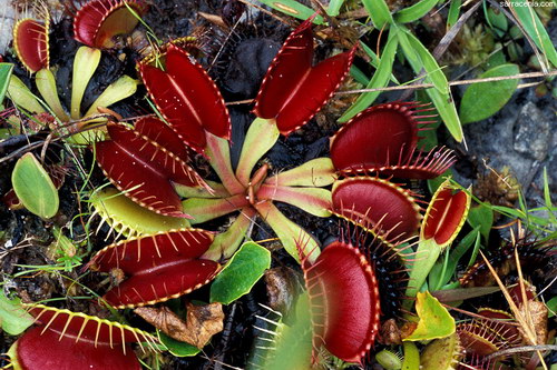   ::   Dionaea muscipula  4
