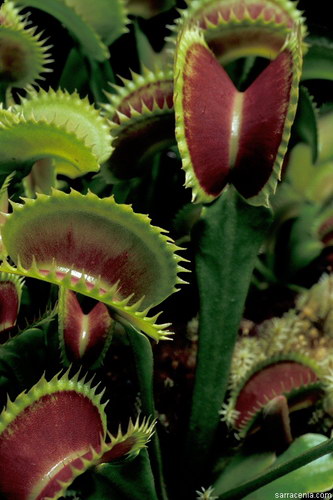   ::   Dionaea muscipula  6