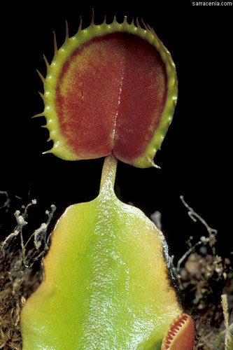   ::   Dionaea muscipula  7