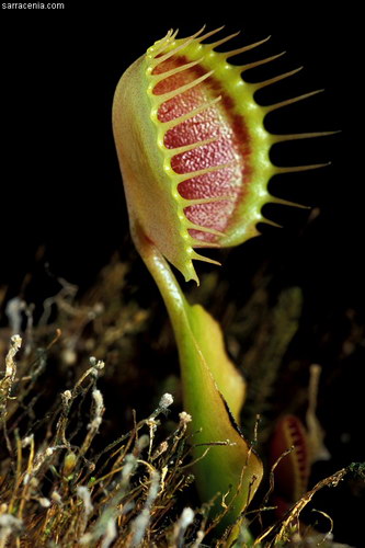   ::   Dionaea muscipula  8