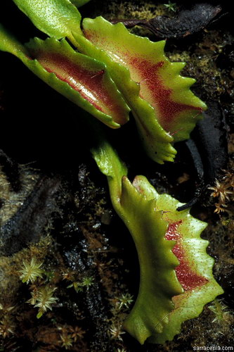   ::   Dionaea muscipula  11
