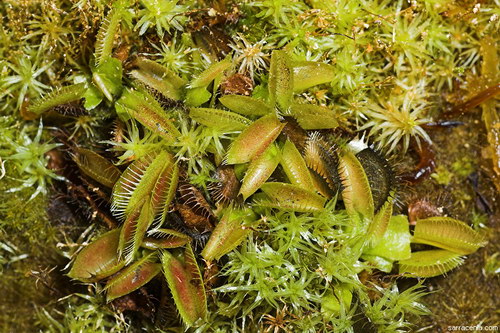   ::   Dionaea muscipula  13