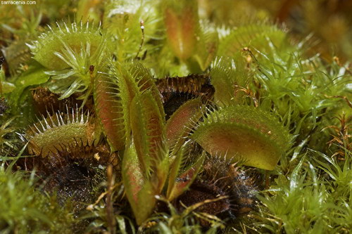   ::   Dionaea muscipula  14