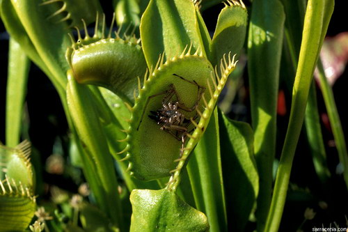   ::   Dionaea muscipula  15