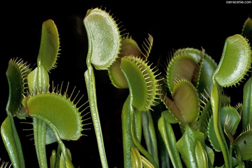   ::   Dionaea muscipula  16