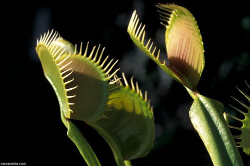   ::   Dionaea muscipula  17