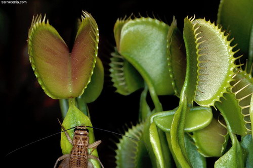   ::   Dionaea muscipula  18