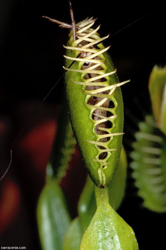   ::   Dionaea muscipula  19