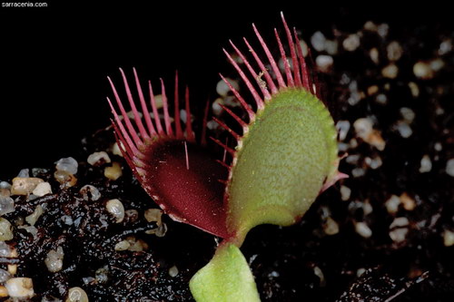   ::   Dionaea muscipula  20