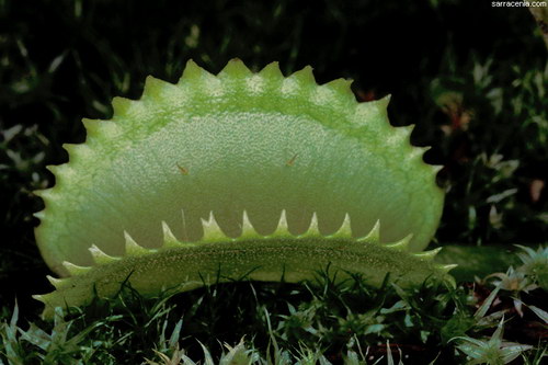   ::   Dionaea muscipula  23