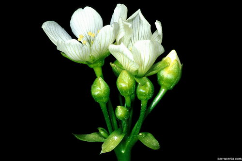   ::   Dionaea muscipula  25